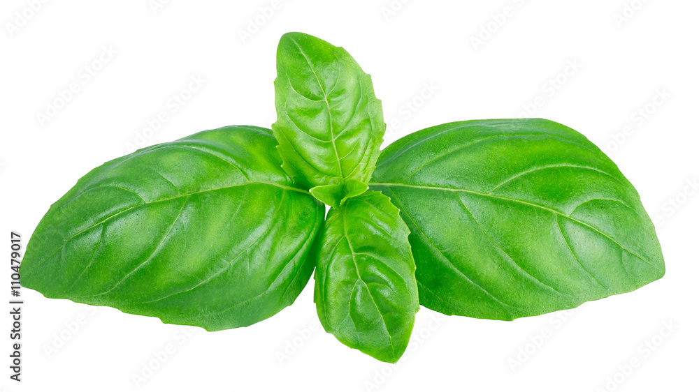 Fototapeta premium Leaves of basil isolated on white background