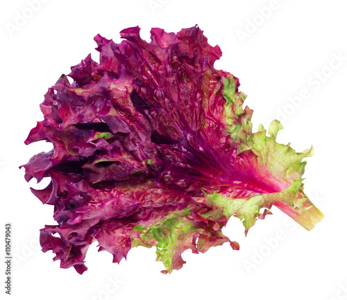 Lollo Rosso purple lettuce leaf isolated on white background