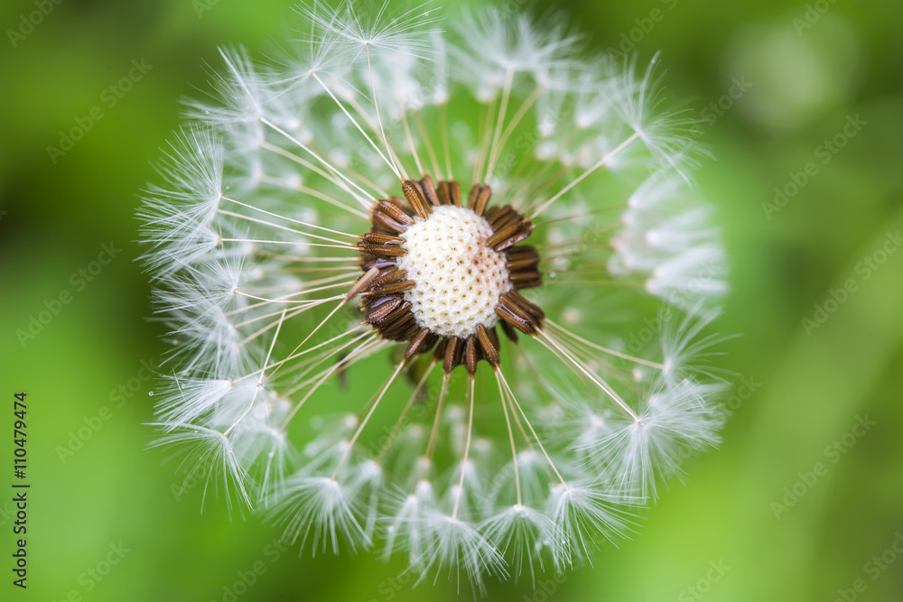 Dandelion after the rain