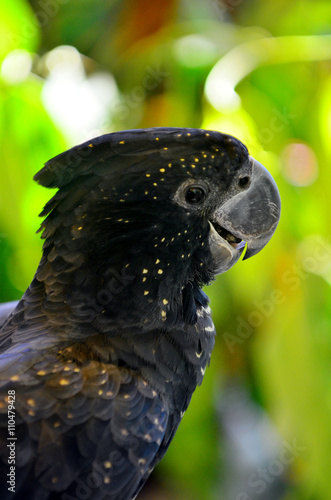 Red-tailed black cockatoo photo