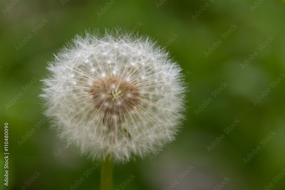 fluffy white dandelion fluffy white dandelion