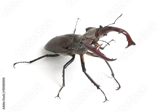 Stag beetle isolated on white background © Alexstar