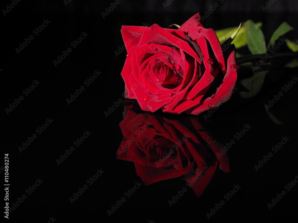 rose on a black background