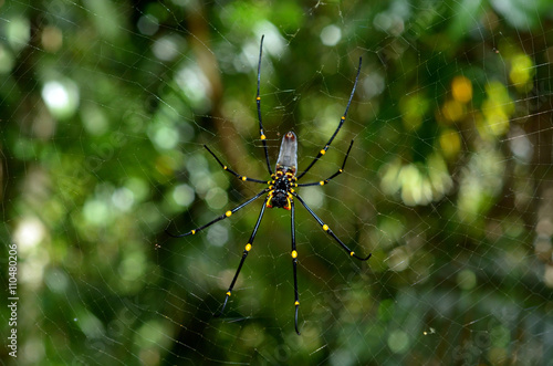 Golden silk orb-weaver spider