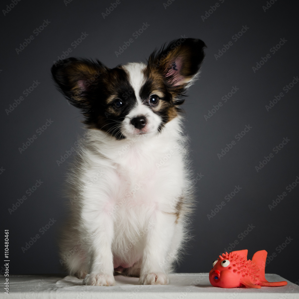 Papillon puppy in a studio Papillon puppy in a studio
