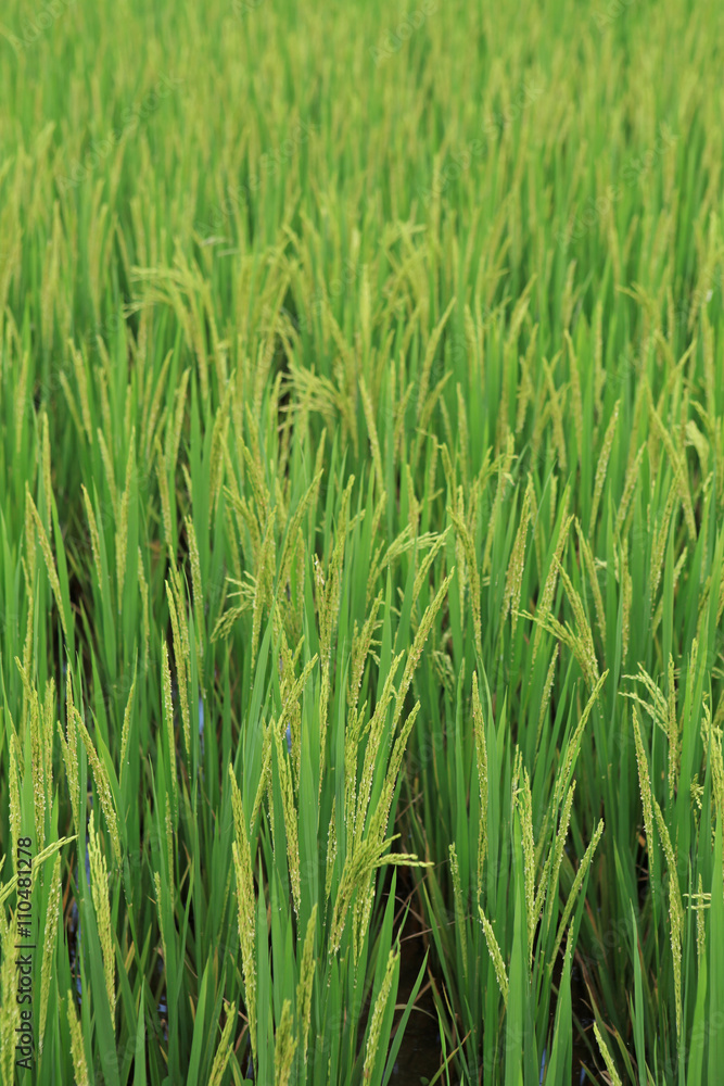 Branch of rice on paddy field background 