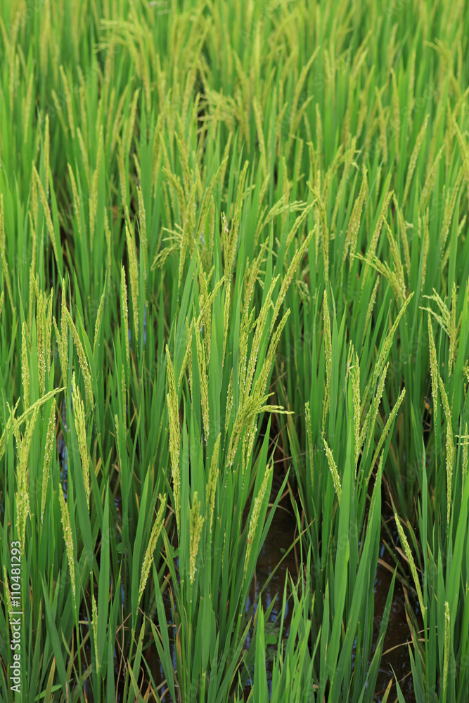 Branch of rice on paddy field background Branch of rice on paddy field background
