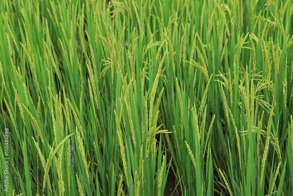 Branch of rice on paddy field background Branch of rice on paddy field background