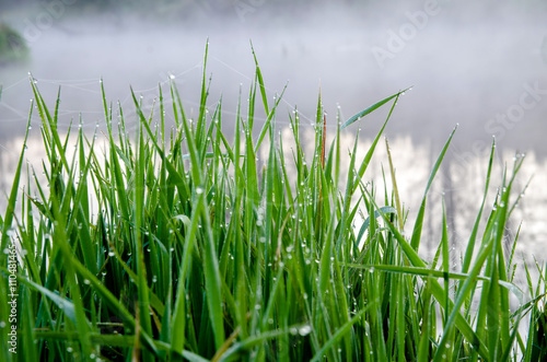 dew on the grass on the bank of the river in the morning © licvin