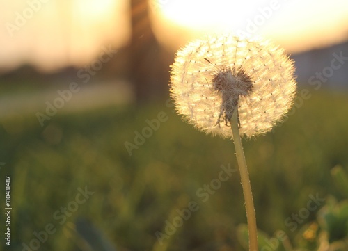 One white fluffy dandelion on the green grass in the sun