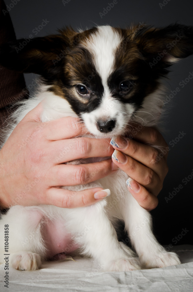 Papillion puppy in the studio Papillion puppy in the studio