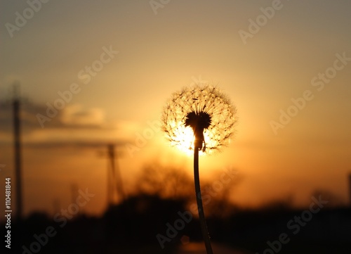 Silhouette one white fluffy dandelion on sunset