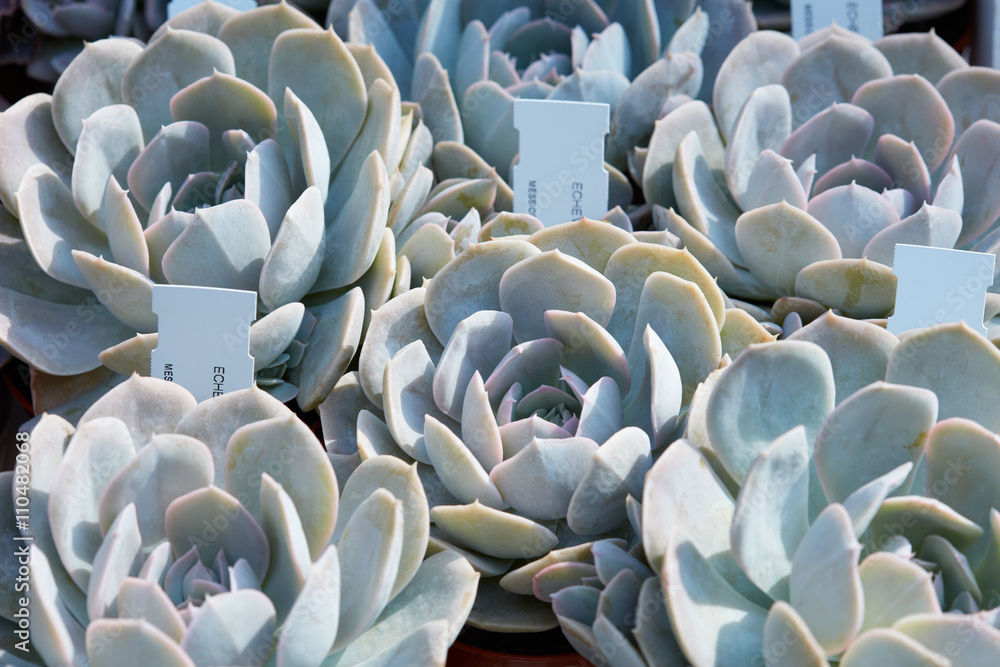 Obraz premium Echeveria, succulent plants with tag in a nursery