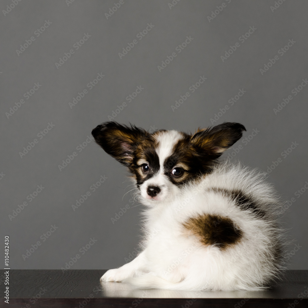 Papillion puppy in the studio Papillion puppy in the studio