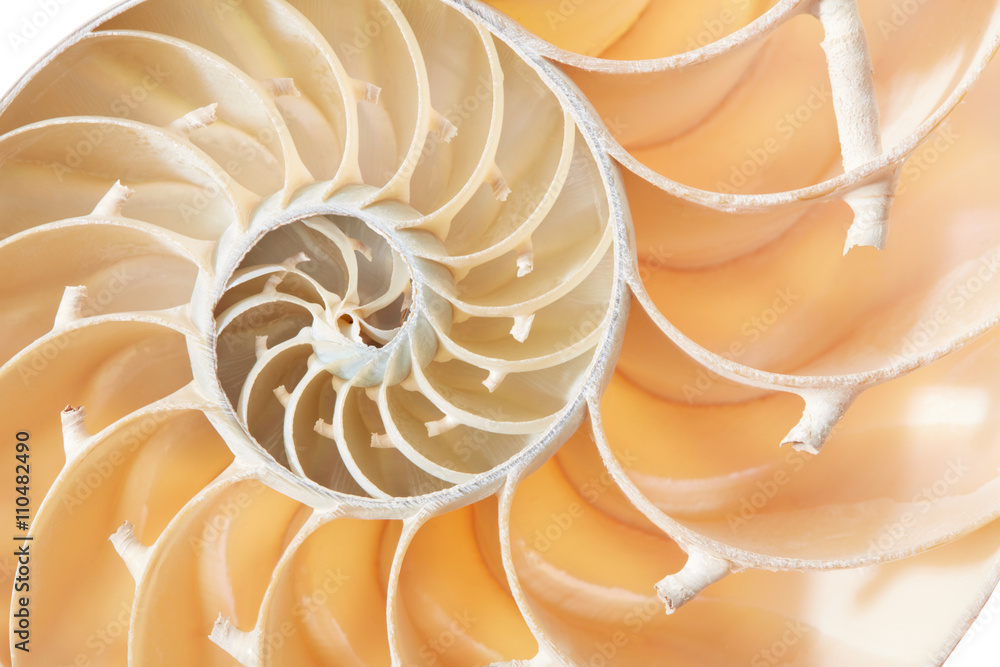 Nautilus shell section texture background Nautilus shell section texture background