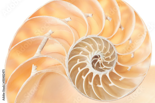 Nautilus shell section background