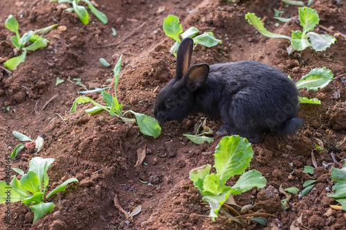 Black rabbit eating herbs in garden