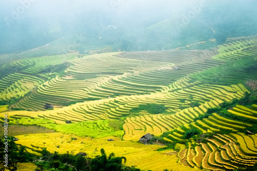 Rice fields prepare the harvest at Northwest Vietnam.