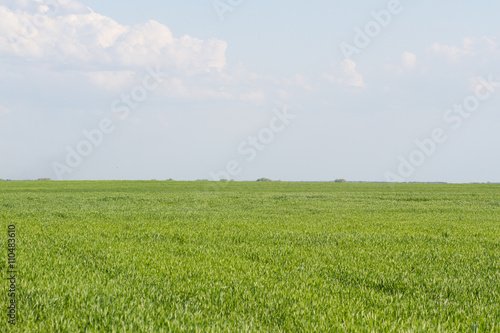 Green color grass texture. Field of wheat sprouts  Ukraine