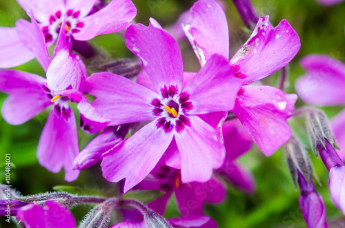 lilac flowers on green background