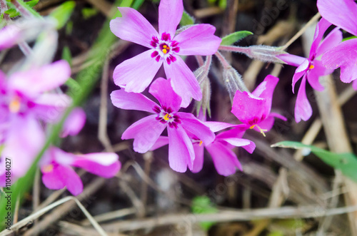 lilac flowers on green background