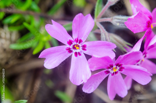 lilac flowers on green background