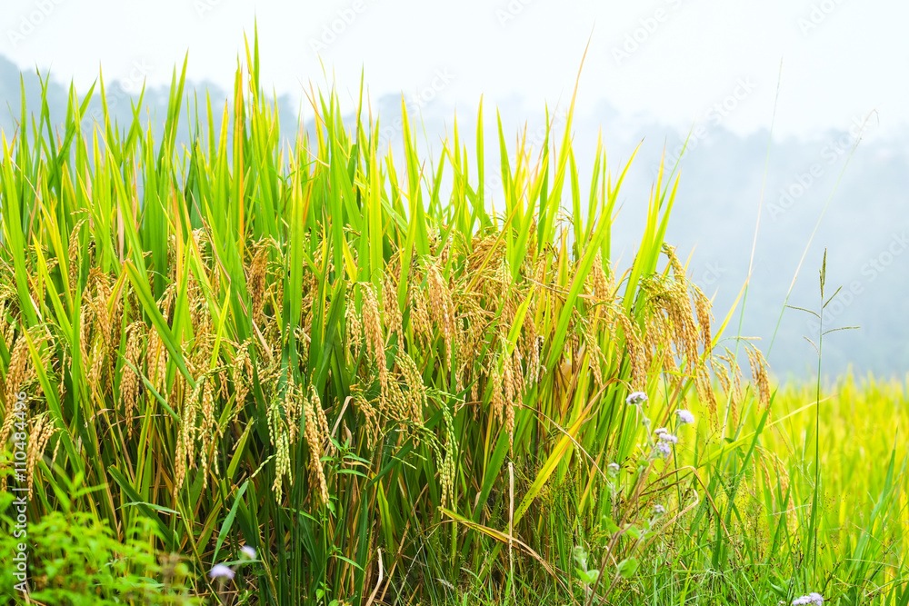 Fototapeta premium Rice fields prepare the harvest at Northwest Vietnam.
