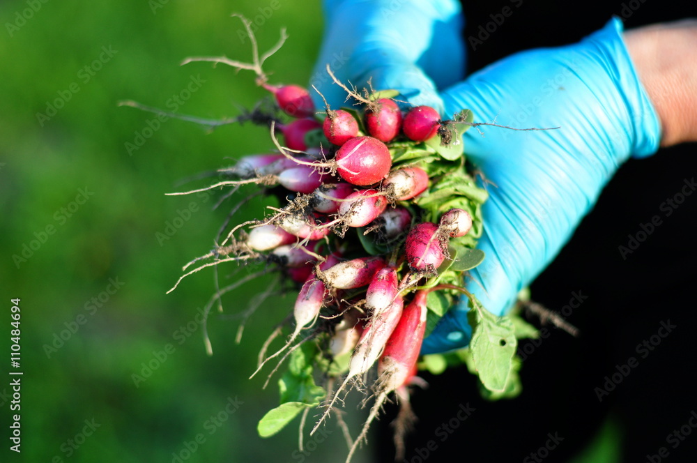 Fototapeta premium Rolniczka w niebieskich rękawiczkach trzymająca świeżą rzodkiewkę z ogrodu 