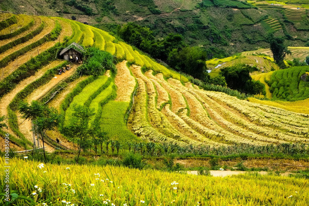 Rice fields prepare the harvest at Northwest Vietnam. Rice fields prepare the harvest at Northwest Vietnam.