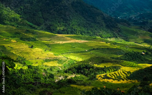 Rice fields prepare the harvest at Northwest Vietnam. © degist