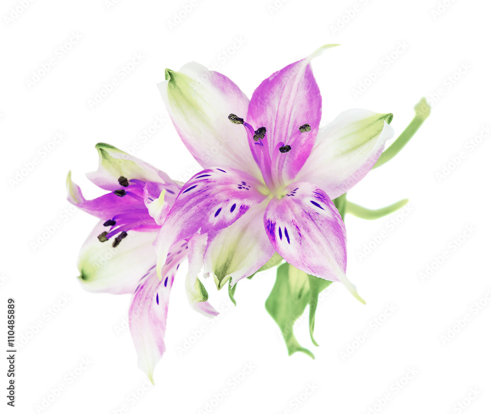  Magenta Alstroemeria flowers