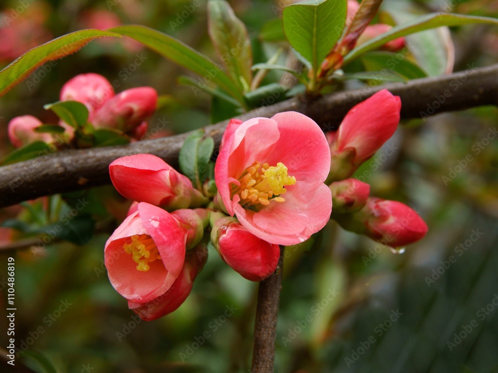 pink flowers of Chaenomeles japonica bush pink flowers of Chaenomeles japonica bush