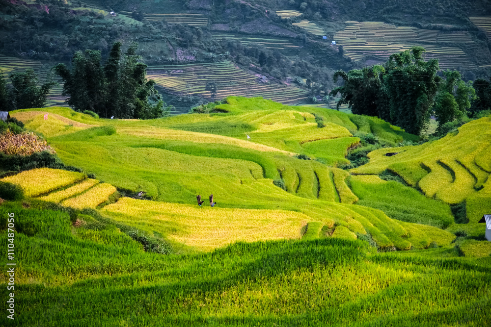 Rice fields prepare the harvest at Northwest Vietnam. Rice fields prepare the harvest at Northwest Vietnam.