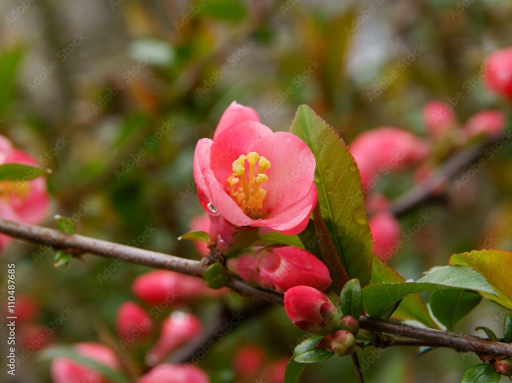 pink flowers of Chaenomeles japonica bush pink flowers of Chaenomeles japonica bush