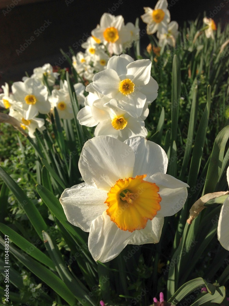 Beautiful flowers in a garden Beautiful flowers in a garden