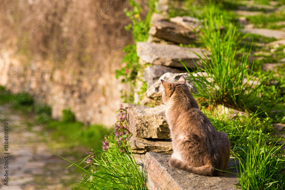 Fototapeta premium Cat sitting on a garden wall