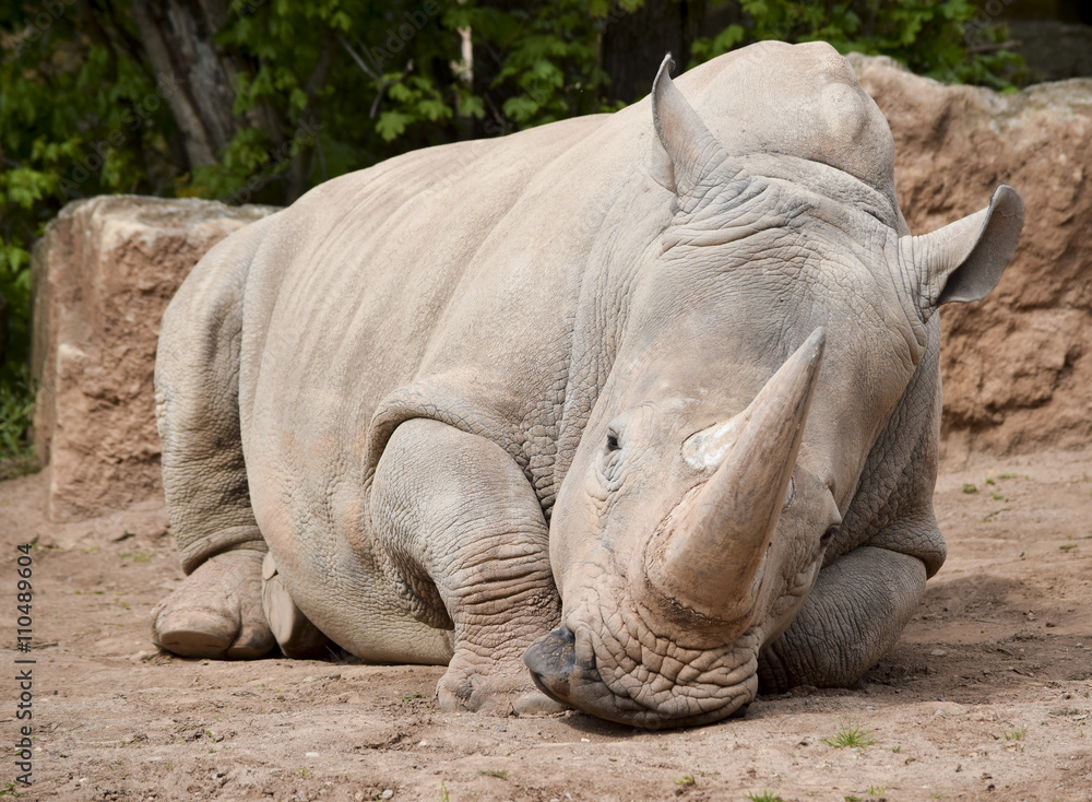 Fototapeta premium sad rhino - trauriges Nashorn 
