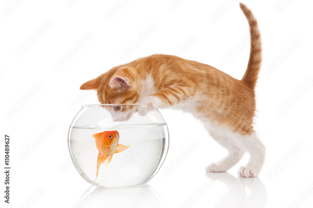 Fototapeta premium Cat and an aquarium with fish
