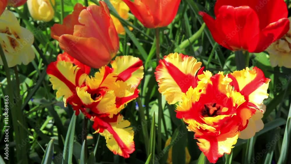 Tulips in the park Keukenhof, the world's largest flower garden, situated near Lisse, the Netherlands. Tulips in the park Keukenhof, the world's largest flower garden, situated near Lisse, the Netherlands.