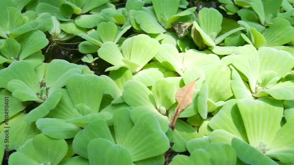 Water lettuce in the river Water lettuce in the river