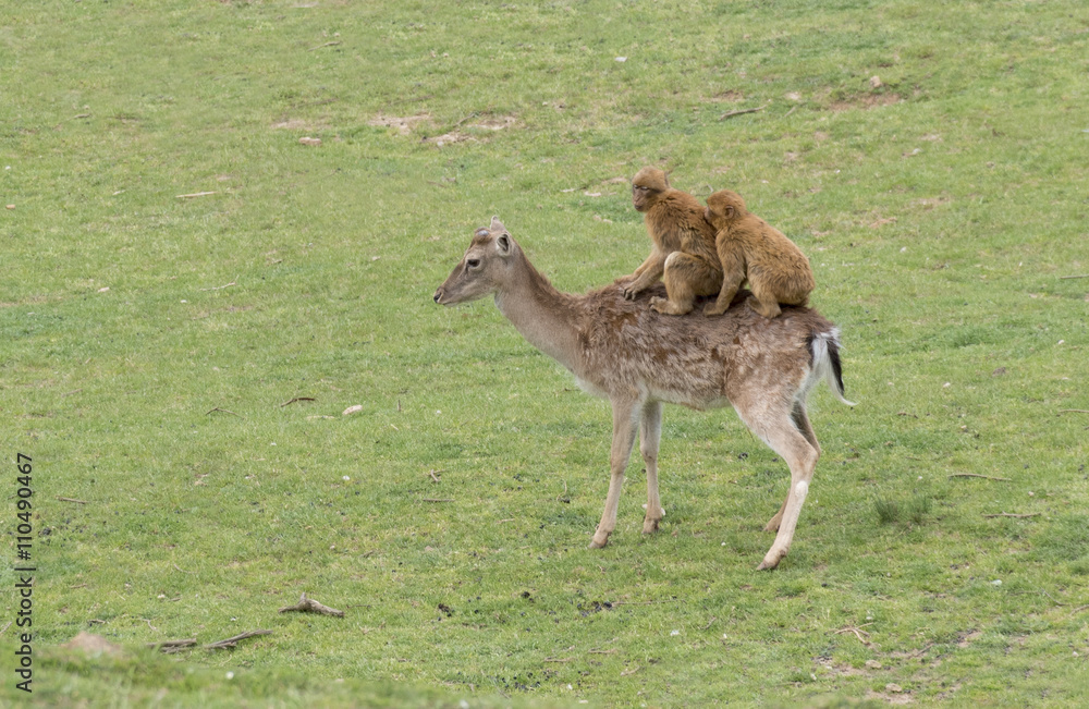 Fototapeta premium MONOS SUBIDOS AL LOMO DE UN CIERVO