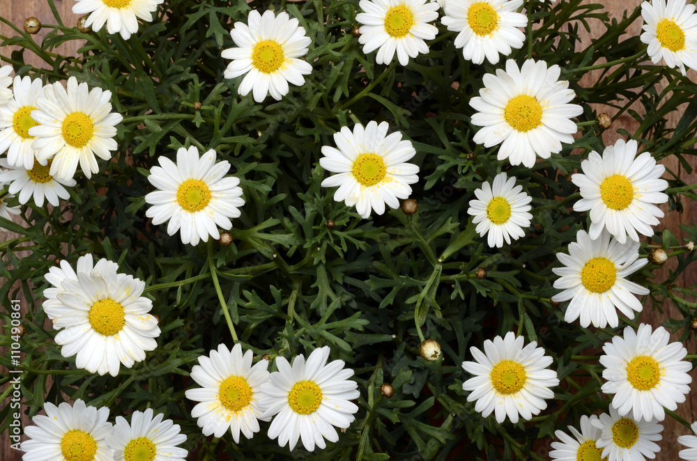 White daisy flowers for background White daisy flowers for background
