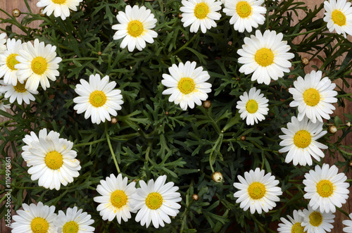 White daisy flowers for background photo