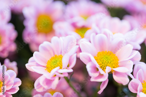 close up of beautiful pink chrysanthemum flowers