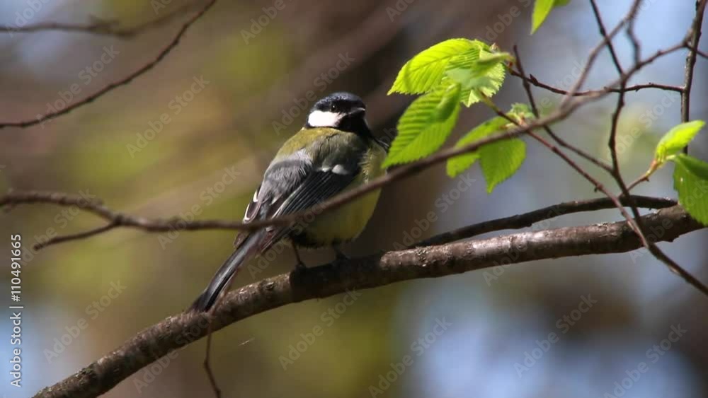 titmouse in the wood, a live sound titmouse in the wood, a live sound