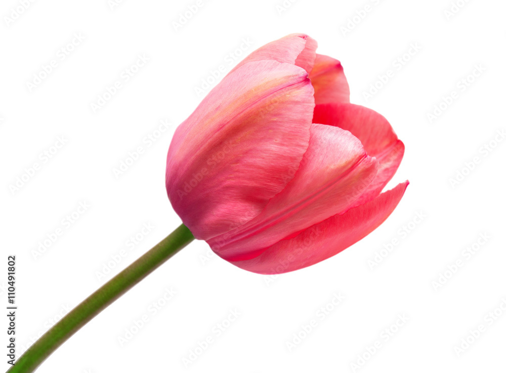 Pink tulip on a long stalk stem Pink tulip on a long stalk stem
