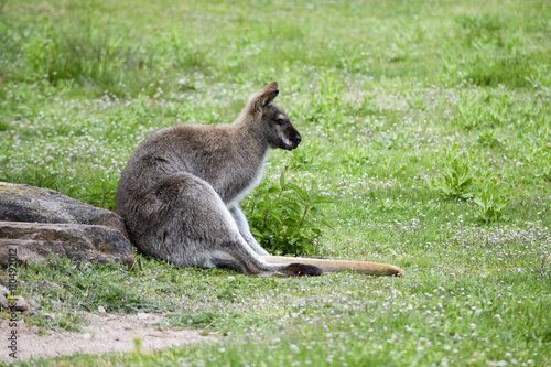 Kangaroo takes a rest - Känguru ruht sich aus 