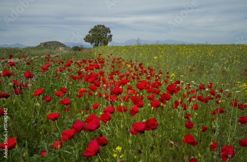 Poppies in front of the mountains in Spain