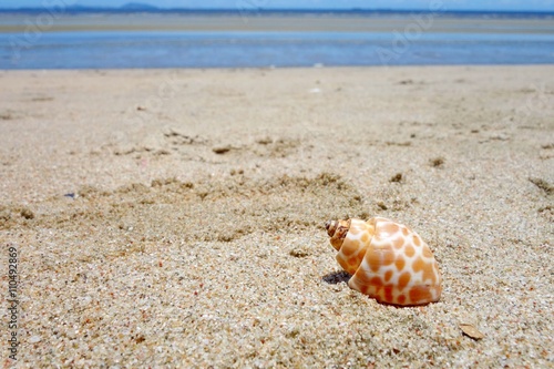 Shell on the beach © gbaitong
