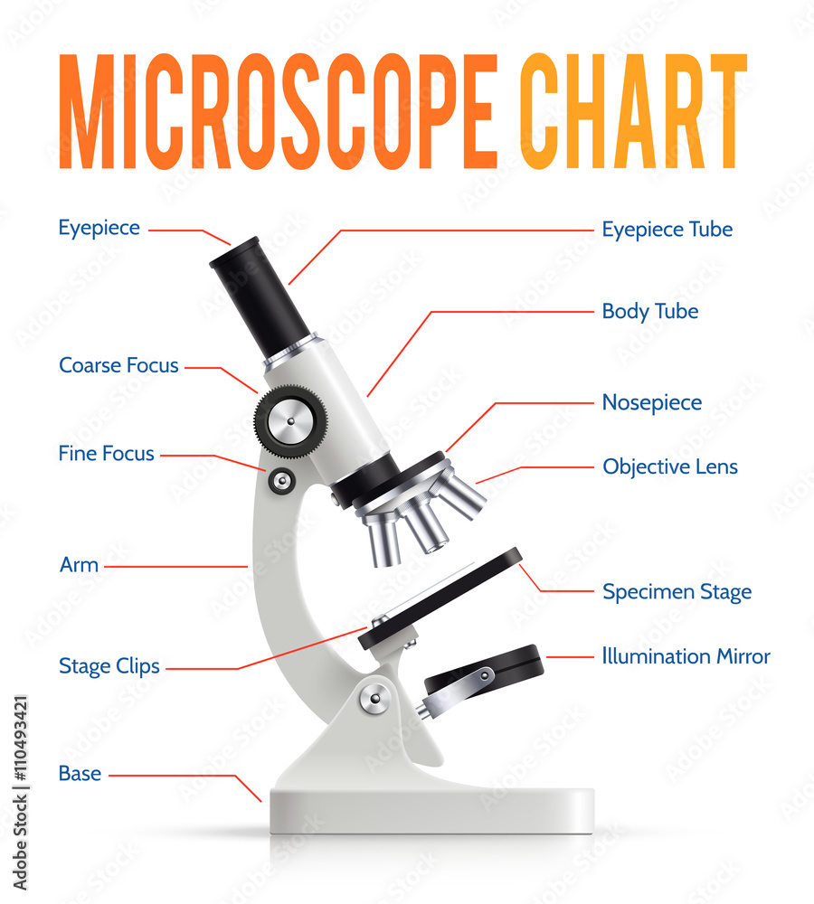 Realistic Microscope Parts Infographic Presentation Chart Stock Vector